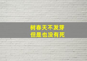 树春天不发芽 但是也没有死